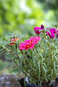 Close-up of pink flowering plant