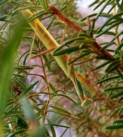 Close-up of flowers