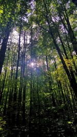 Low angle view of trees