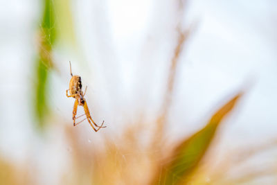 Close-up of spider on web