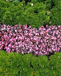 High angle view of pink flowering plants on field