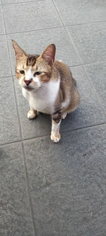 High angle view of cat sitting on footpath