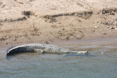 High angle view of crocodile in water