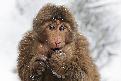 Close-up of monkey on snow