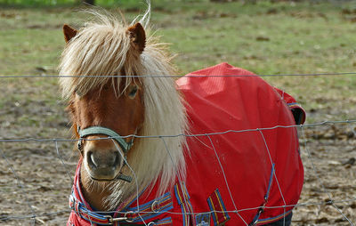 Close-up of horse