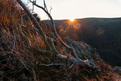 Scenic view of forest against sky during sunset