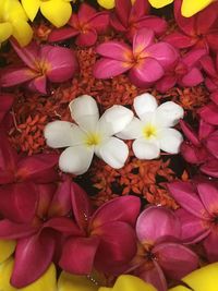 High angle view of pink flowering plants