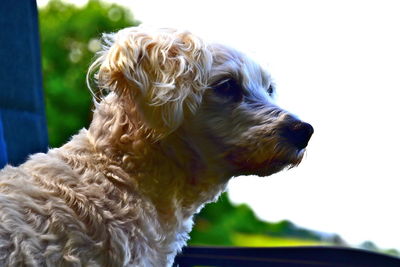 Close-up of a dog looking away