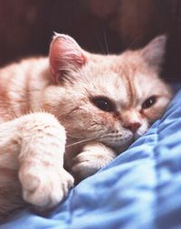 Close-up of a dog sleeping