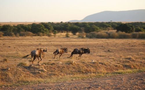 Horses in a field