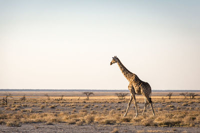 Giraffe standing on field against clear sky