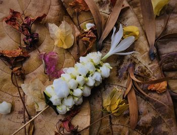 High angle view of wilted flower on plant during autumn