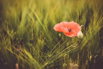 Close-up of red poppy flower on field