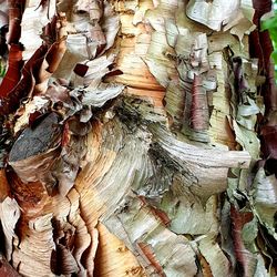 Detail shot of tree trunk