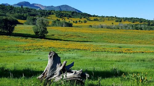 Scenic view of field against sky