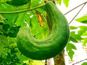 Close-up of snake on tree