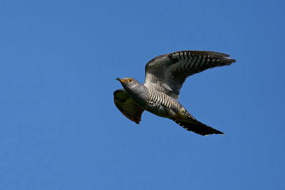 Low angle view of eagle flying against clear blue sky