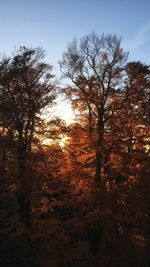 Scenic view of trees against sky