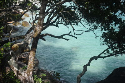 Trees growing on rocks by sea