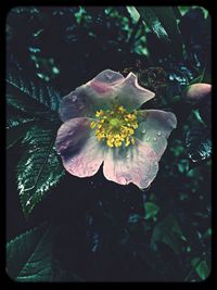 Close-up of pink flower blooming outdoors