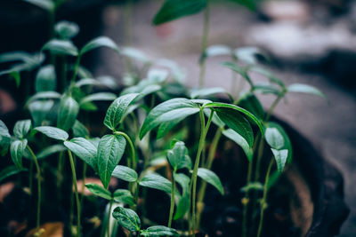 Close-up of plant