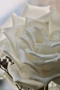 Close-up of white roses