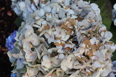 Close-up of white hydrangea flowers