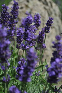 Close-up of purple flowers