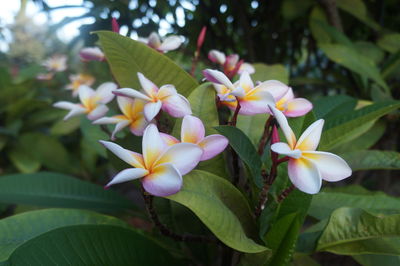 Close-up of flowers blooming outdoors