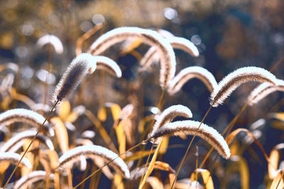 Close-up of reed growing outdoors