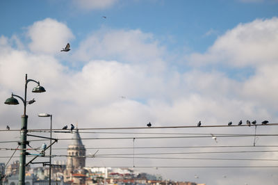 Low angle view of birds on cables against sky