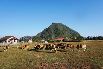 Horses grazing in a field