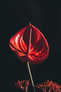 High angle view of plant against black background