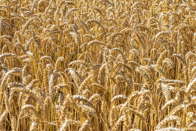 Agriculture and arable farming with cereals