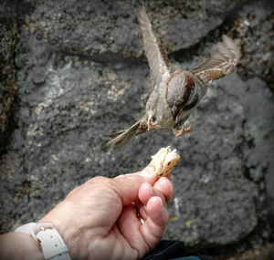 Close-up of hand holding crab