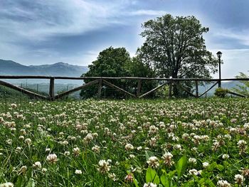 Flowering plants by trees on field against sky