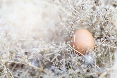 Close-up of snow on plant