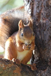 Close-up of squirrel on tree trunk