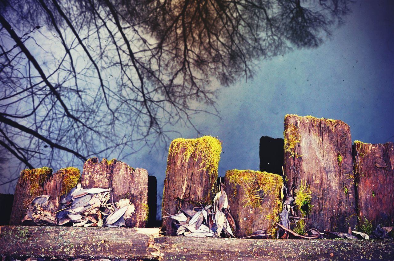 tree, bare tree, sky, branch, tranquility, nature, built structure, tranquil scene, wood - material, rock - object, tree trunk, architecture, old, outdoors, scenics, beauty in nature, no people, abandoned, day, damaged