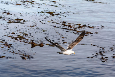 Close-up of duck swimming in lake