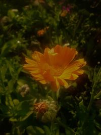 Close-up of orange flower