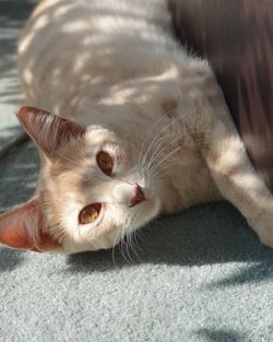 Close-up of cat resting