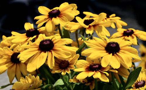 Close-up of yellow daisy flowers