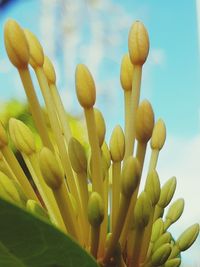 Close-up of yellow flowering plant