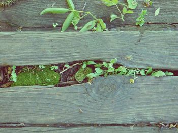 Plant growing on wooden plank