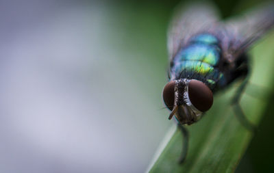 Close-up of insect on leaf