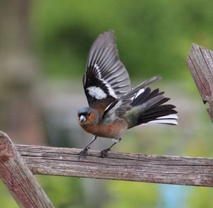 Close-up of bird perching on wooden wall