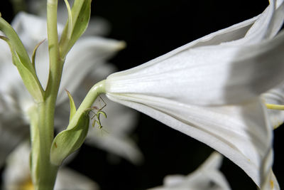 Close-up of white flowering plant against black background