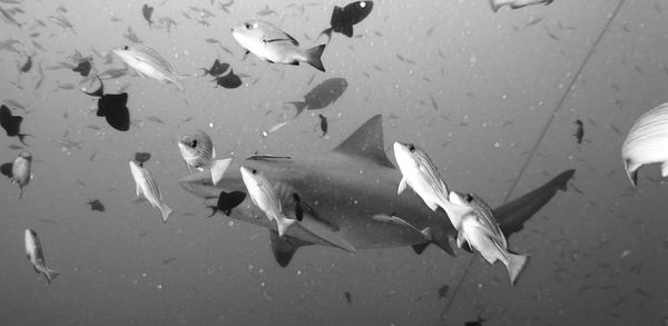 High angle view of fishes swimming in sea