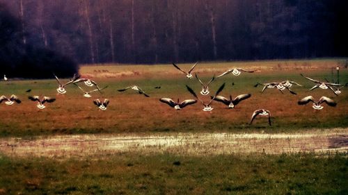 Birds on grassy field